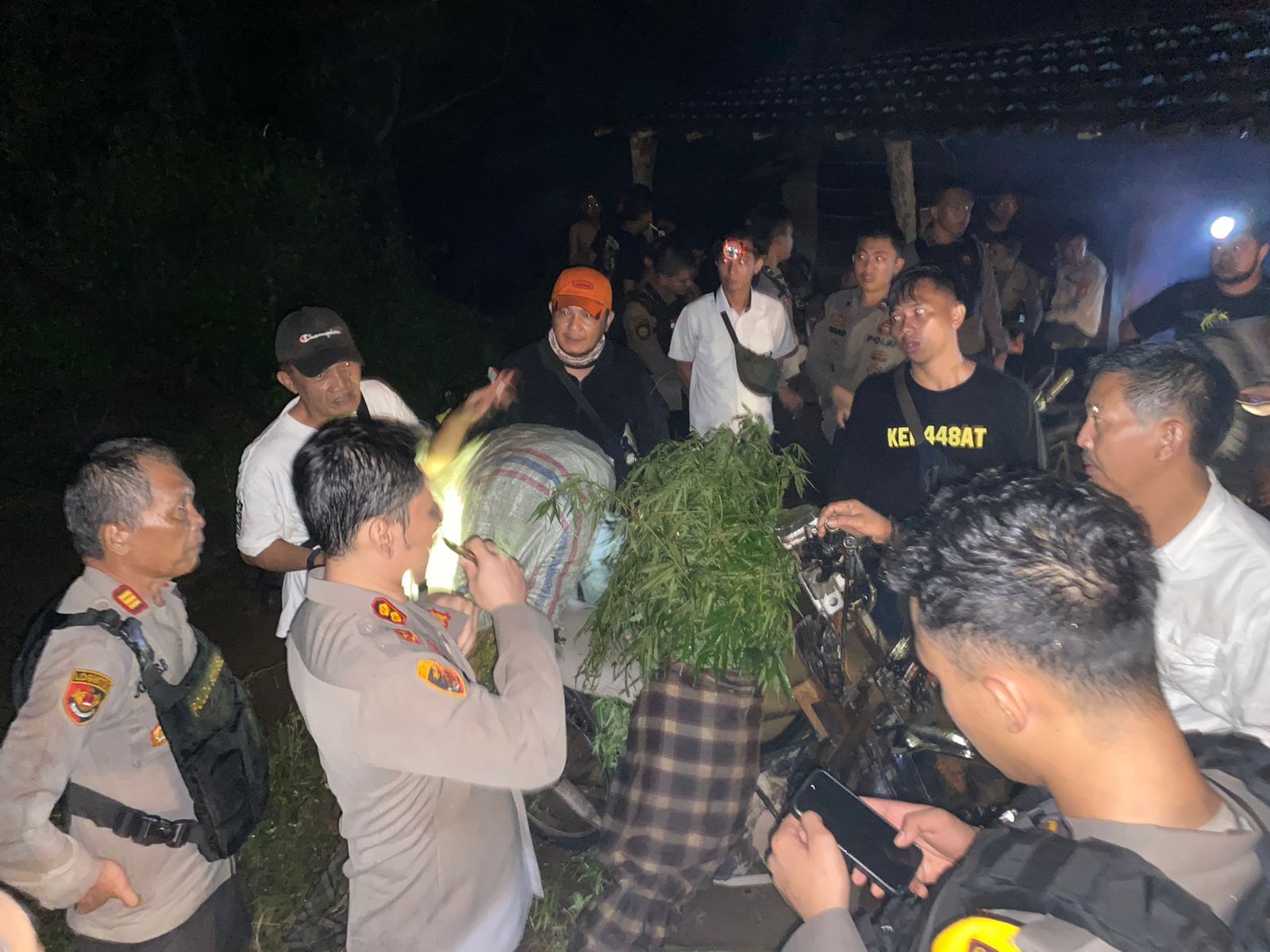 Ribuan Batang Ganja Siap Panen Di Muara Pinang Berhasil Diamankan oleh Tim Gabungan Satres Narkoba Polres Empat lawang.
