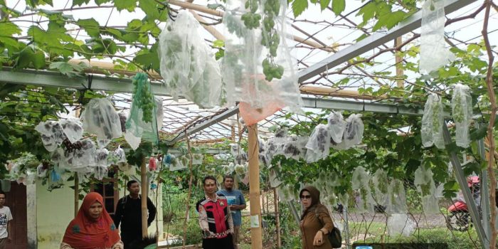 Polsek Cisaga Kawal Program Ketahanan Pangan, Bhabinkamtibmas Monitoring Budidaya Anggur di Desa Wangunjaya
