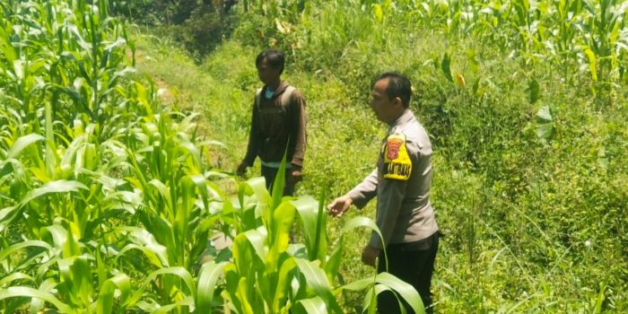 Dukung Hanpangan, Polres Ciamis Ikut Pantau Pertanian Jagung Warga Sukamanah*
