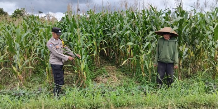 Ketahanan Pangan, Polres Ciamis Ikut Tanam Jagung Bareng Warga Desa Gegempalan